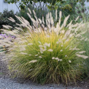 Hameln Dwarf Fountain Grass Plant 4 Inch Pot Ornamental Grass