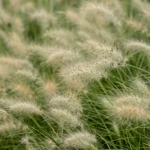 Hameln Dwarf Fountain Grass Plant 4 Inch Pot Ornamental Grass