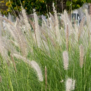 Hameln Dwarf Fountain Grass Plant 4 Inch Pot Ornamental Grass