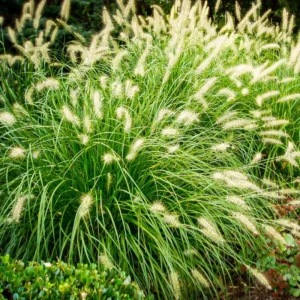 Hameln Dwarf Fountain Grass Plant 4 Inch Pot Ornamental Grass