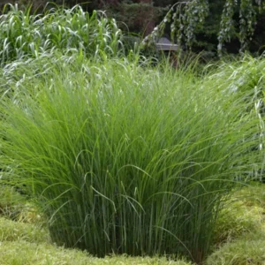 Morning Light Maiden Grass Plant - Ornamental Grass - 4 Inch Pot - Garden Decor