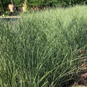 Morning Light Maiden Grass Plant - Ornamental Grass - 4 Inch Pot - Garden Decor