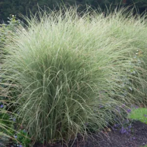 Morning Light Maiden Grass Plant - Ornamental Grass - 4 Inch Pot - Garden Decor