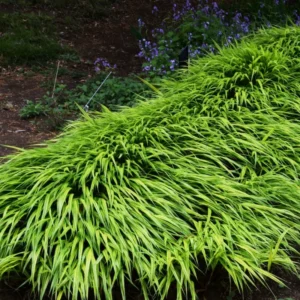 Green Japanese Forest Grass Hakonechloa Grass - 4 Inch Pot - Ornamental