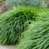 Green Japanese Forest Grass Hakonechloa Grass - 4 Inch Pot - Ornamental
