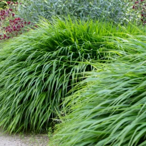 Green Japanese Forest Grass Hakonechloa Grass - 4 Inch Pot - Ornamental