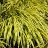 Golden Japanese Forest Grass Hakonechloa - 4 Inch Pot Ornamental Grass