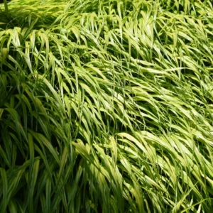 Golden Japanese Forest Grass Hakonechloa - 4 Inch Pot Ornamental Grass