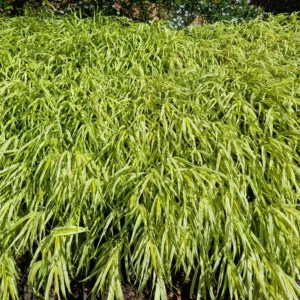 Golden Japanese Forest Grass Hakonechloa - 4 Inch Pot Ornamental Grass