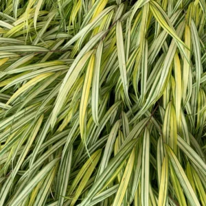 Golden Japanese Forest Grass Hakonechloa - 4 Inch Pot Ornamental Grass