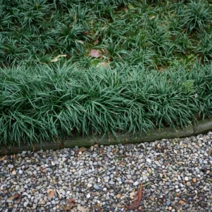 Dwarf Mondo Grass Ground Cover 4 Inch Pot Live Plant