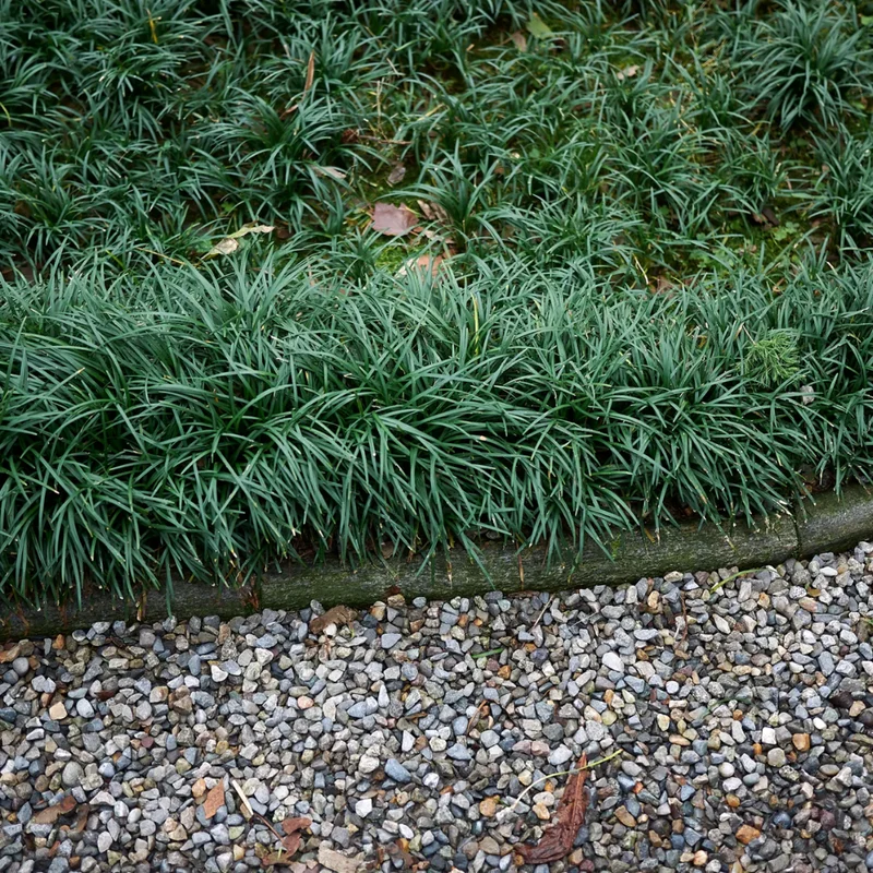 Dwarf Mondo Grass Ground Cover 4 Inch Pot Live Plant