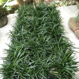 Dwarf Mondo Grass Ground Cover 4 Inch Pot Live Plant