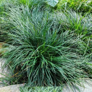 Dwarf Mondo Grass Ground Cover 4 Inch Pot Live Plant