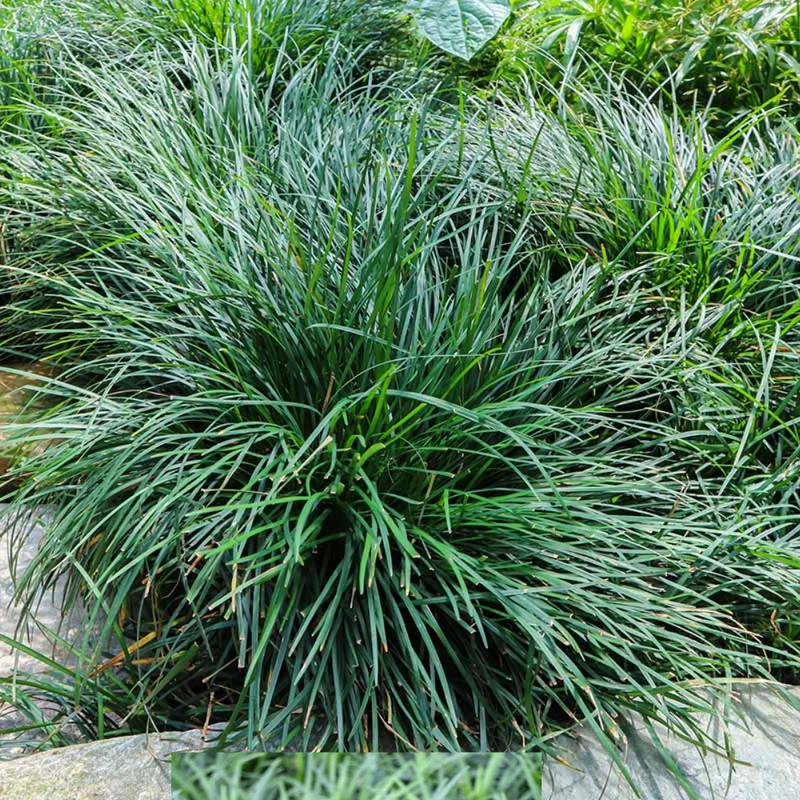 Dwarf Mondo Grass Ground Cover 4 Inch Pot Live Plant