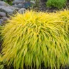 Hakonechloa macra 'Aureola' - Gold Japanese Forest Grass - 2.5 Inch Pot - Ornamental Grass