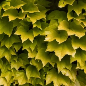 Golden Boston Ivy Plant 2.5
