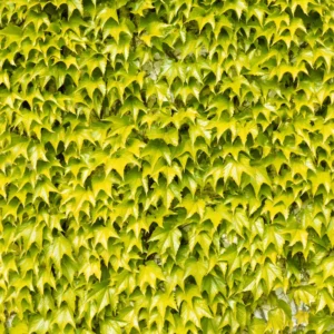 Golden Boston Ivy Plant 2.5