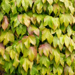 Golden Boston Ivy Plant 2.5