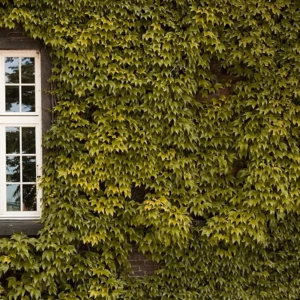 Golden Boston Ivy Plant 2.5