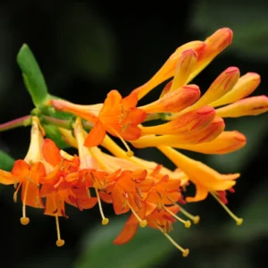 Mandarin Honeysuckle Vine - Perennial Lonicera Plant - 2.5 Inch Pot