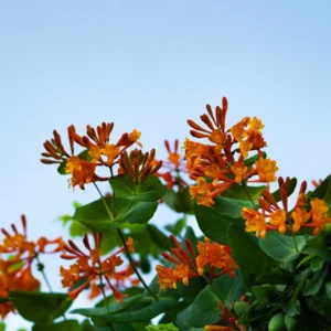 Mandarin Honeysuckle Vine - Perennial Lonicera Plant - 2.5 Inch Pot