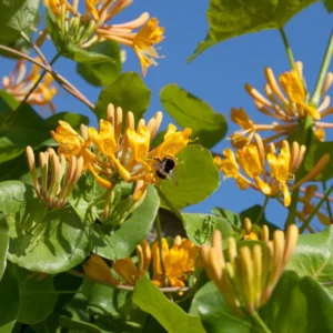 Mandarin Honeysuckle Vine - Perennial Lonicera Plant - 2.5 Inch Pot