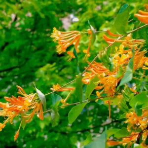 Mandarin Honeysuckle Vine - Perennial Lonicera Plant - 2.5 Inch Pot