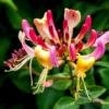 Gold Flame Honeysuckle Vine - Live Plant - 2.5 Inch Pot - Hardy Flowering Vine