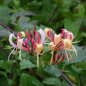 Gold Flame Honeysuckle Vine - Live Plant - 2.5 Inch Pot - Hardy Flowering Vine