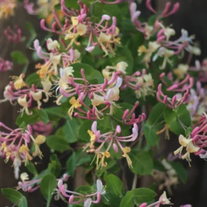 Gold Flame Honeysuckle Vine - Live Plant - 2.5 Inch Pot - Hardy Flowering Vine