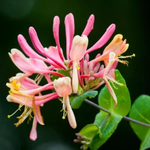 Gold Flame Honeysuckle Vine - Live Plant - 2.5 Inch Pot - Hardy Flowering Vine