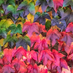 Boston Ivy Plant Parthenocissus ticuspidata Veitchii 2.5 inch Pot