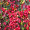 Boston Ivy Plant Parthenocissus ticuspidata Veitchii 2.5 inch Pot