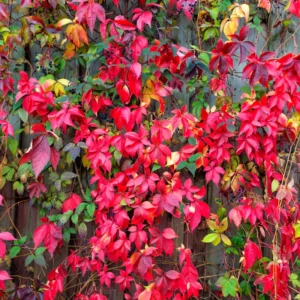 Boston Ivy Plant Parthenocissus ticuspidata Veitchii 2.5 inch Pot