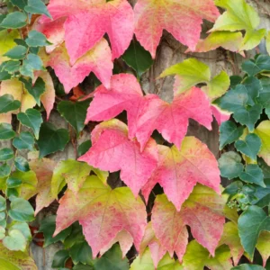 Boston Ivy Plant Parthenocissus ticuspidata Veitchii 2.5 inch Pot