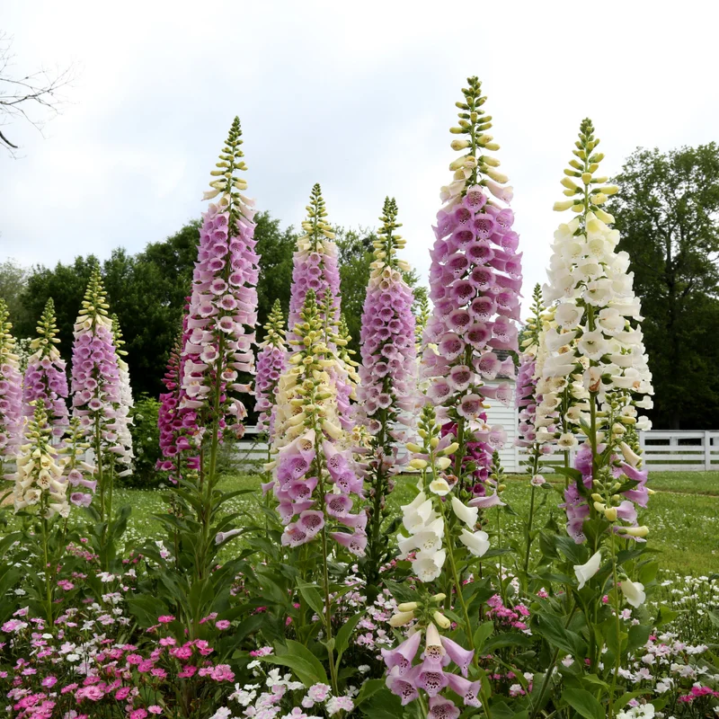 Foxglove Mix Plant Digitalis Perennial 4" Pot - Garden Beauty