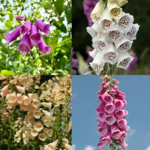 Foxglove Mix Plant Digitalis Perennial 4