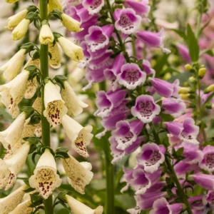 Foxglove Mix Plant Digitalis Perennial 4