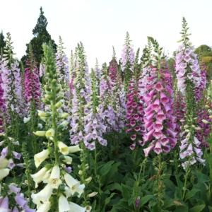 Foxglove Mix Plant Digitalis Perennial 4
