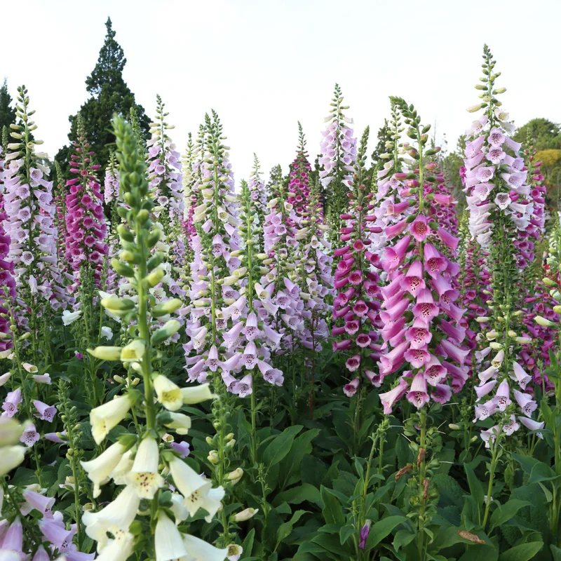 Foxglove Mix Plant Digitalis Perennial 4" Pot - Garden Beauty