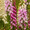 Foxglove Mix Plant Digitalis Perennial 4" Pot - Garden Beauty