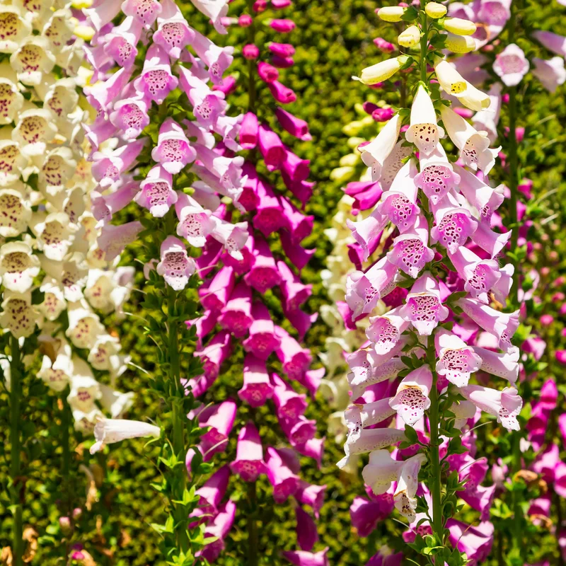 Foxglove Mix Plant Digitalis Perennial 4" Pot - Garden Beauty