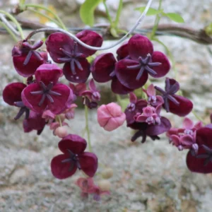 Chocolate Vine Perennial Akebia Quinata - Live Plant in 2.5" Pot - Fast Growing