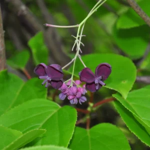 Chocolate Vine Perennial Akebia Quinata - Live Plant in 2.5