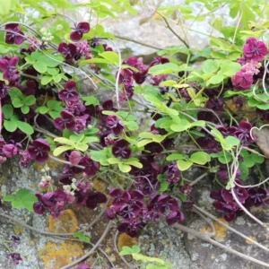 Chocolate Vine Perennial Akebia Quinata - Live Plant in 2.5