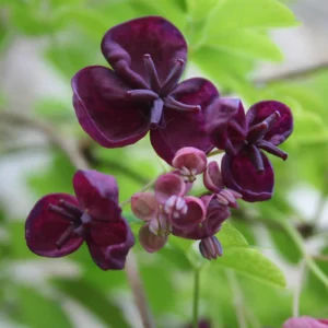 Chocolate Vine Perennial Akebia Quinata - Live Plant in 2.5