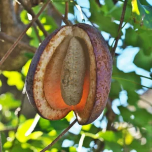 Chocolate Vine Perennial Akebia Quinata - Live Plant in 2.5