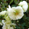 White Flowering Quince Plant - 4'' Pot - Live Plant