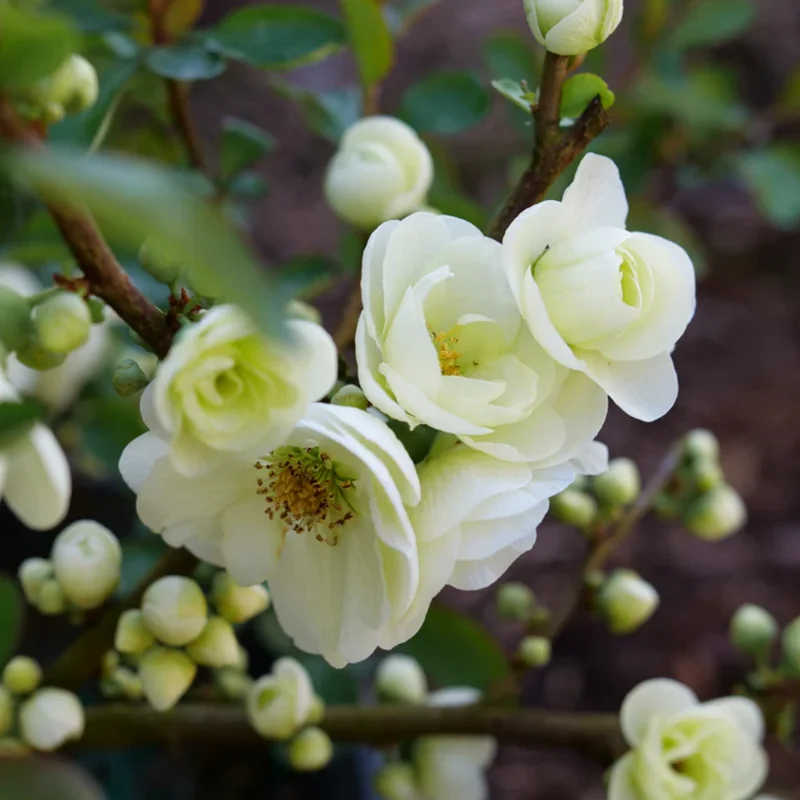 White Flowering Quince Plant - 4'' Pot - Live Plant